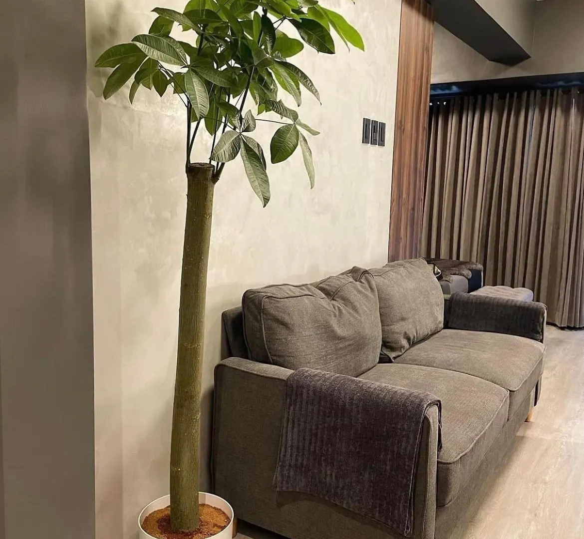 Aparthotel Sateluxxe Cave Shore 3 Pasay Philippines